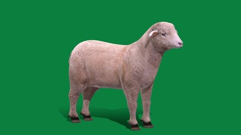 Columbia Sheep