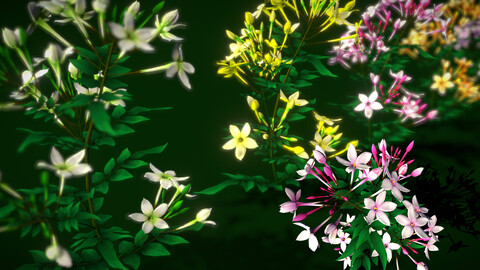 Flower Jasminum