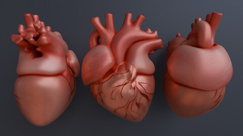 Realistic 3D Model of Human Heart