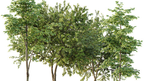 summer trees Water gum and Carpinus Betulus