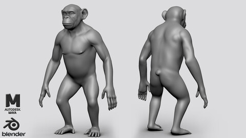 Chimpanzee Basemesh - Topology + UV map