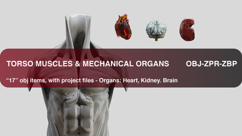 MECHANICAL/SYNTHETIC 17 TORSO MUSCLES & 3 ORGANS - MECH MINISTRY