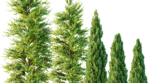 spring trees Maidenhair Ginkgo Biloba and Mediterranean Cypress