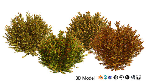 Fire Chief Arborvitae 3D Model