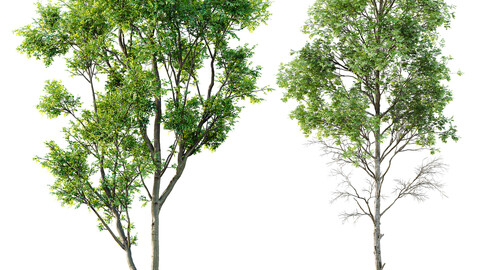 spring trees Celtis Australis and Fagus Sylvatica