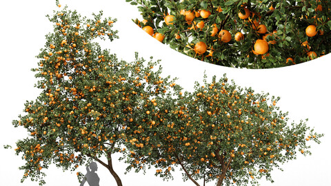 Orange fruit 2tree