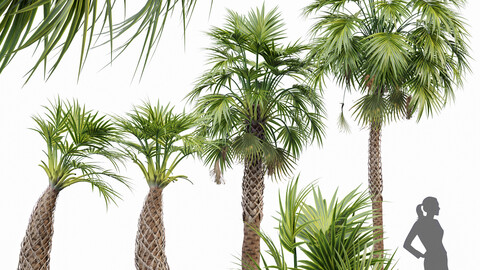 Sabal Palmetto Cabbage Palm 5 Trees