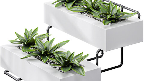 Showcase Office Plants Execuflora Air Purifying