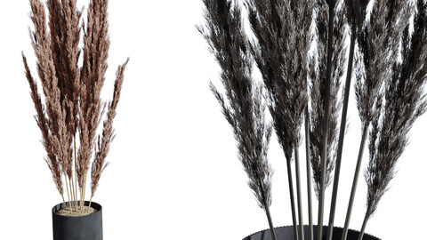 HQ HousePlants Decorative Miscanthus Pampas Dried Branches Pampy02