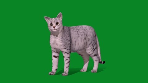 Egyptian Mau Cat