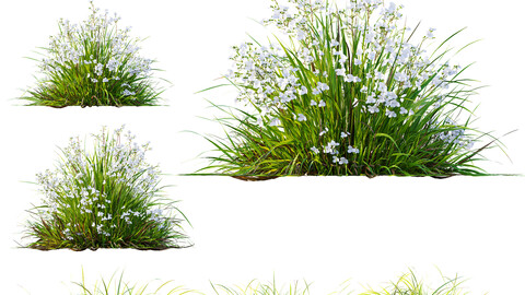 Libertia Grandiflora Grass and Carex Elata Aurea Grass