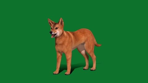 Dingo Dog