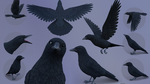 Realistic Animated Carrion Crow