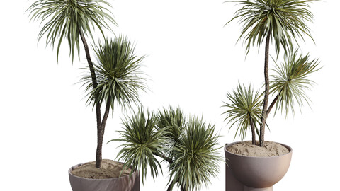 HQ HousePlants Spineless Yucca Aloifolia Rostrata Palm Desmetiana Set03