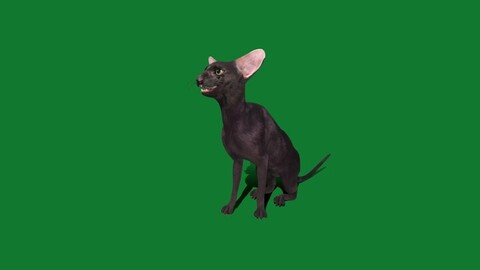 Peterbald Oriental Cat