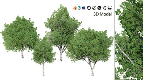 Low Poly Grey Poplar Trees