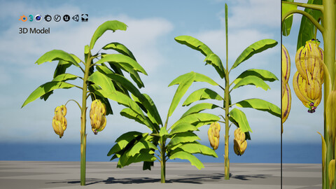 Banana Trees 3D Model