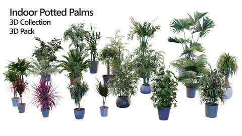 Indoor Potted Palms 3d collection