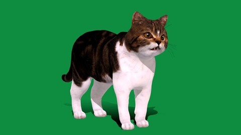 Scottish Straight Cat