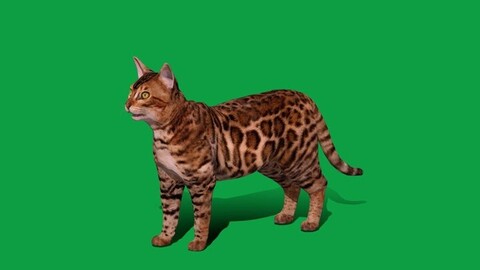 Bengal Cat