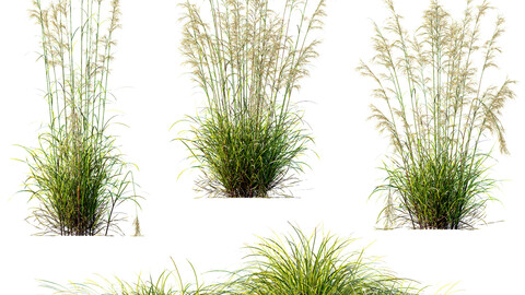 Celtica Gigantea Stipa Golden Oats and Carex Elata Aurea Grass