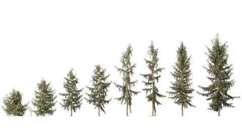 Picea breweriana – Brewer’s spruce