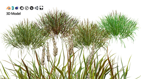 Realistic Grass 3D Model