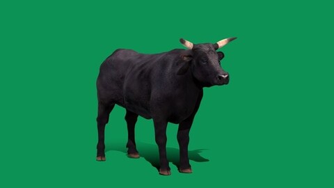 Black Bull Cattle