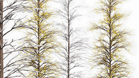 Real Tree Maidenhair Ginkgo Biloba Winter