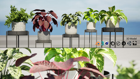 Indoor Plant 3D Models