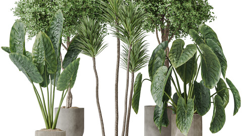 Indoor plants set 120 Cunjevoi Alocasia Jardin Brisbanensis and Mission