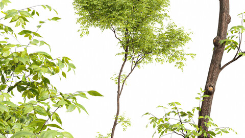 Real tree ulmus changii