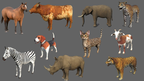 Animal Collections