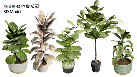 Fiddle Leaf Fig indoor plants collection