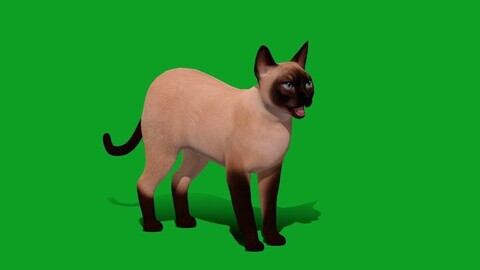 Tonkinese Cat