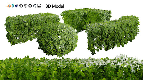 Boxwood Plant 3D Model