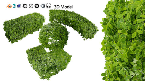 Boxwood Plant 3D Model