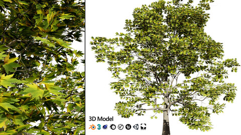 High-Detail Plane Tree 3D Model