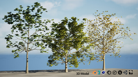 High-Detail Plane Tree 3D Model