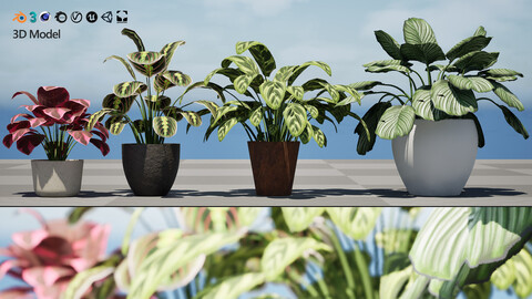 Prayer Plants 3D Model