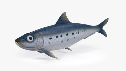 Sardine Fish