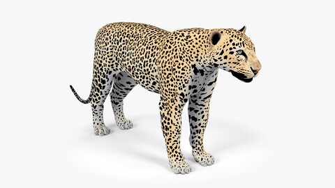 Leopard