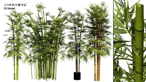 Realistic Bamboo Plants 3D Model