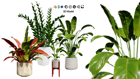 Indoor Plants 3D Model Pack