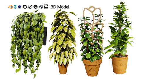 Realistic Sindoor Pothos 3D Model