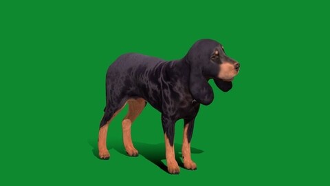 Black And Tan Coonhound Dog