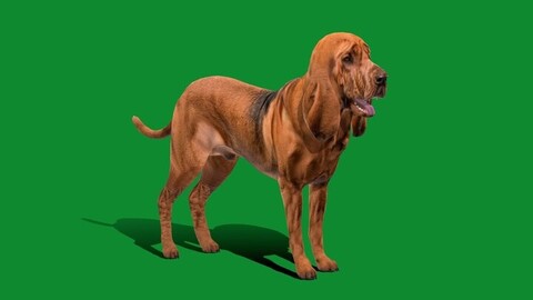 Bloodhound Dog