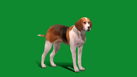 American Foxhound Dog