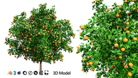 Orange Trees 3D Model