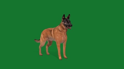 Belgian Shepherd Dog